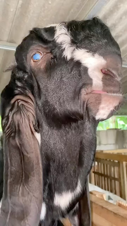 🤩WOW BLUE EYED GOATS #animals #farming #business #viral #shorts #sheep #fyp