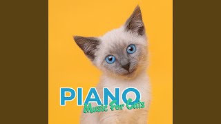 Cat Harmony Piano Session