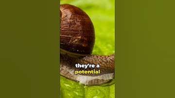 Edible Snails and Slugs: A Potential Food Source #science #survival #food #outdoors #camping #fyp
