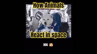 Famous 🚀 Animals in Zero Gravity — Chaos, Confusion & Comedy Net Worth