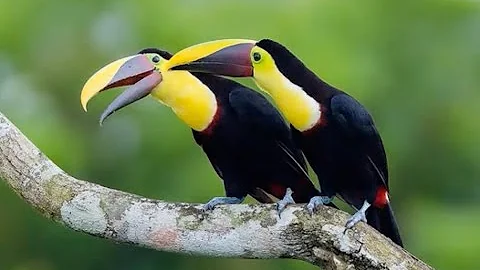 Panama or Bust! Birding the Canopy by Tammy Martin