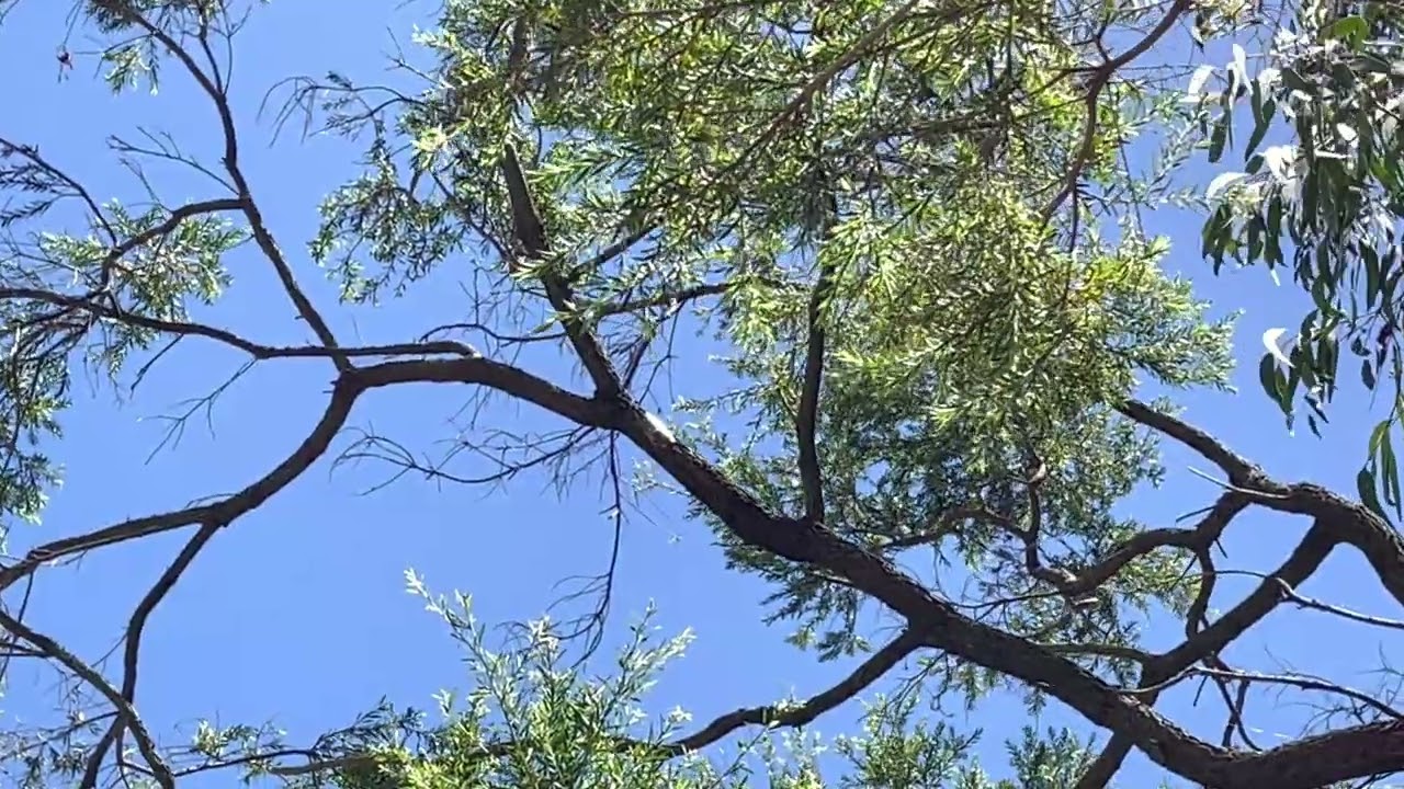 Floury Baker Cicada Calling (Aleeta curvicosta) (2023-02-05)