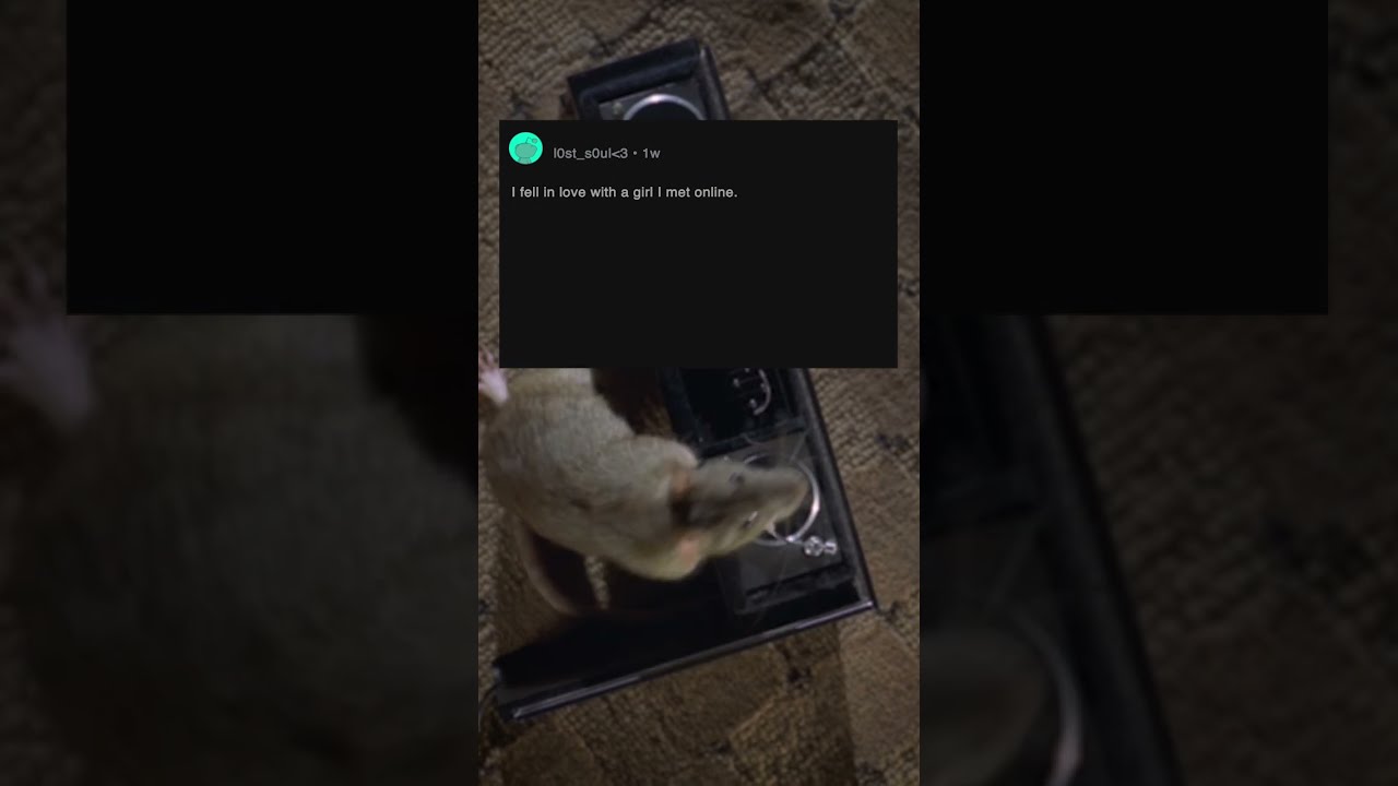 New Yorkers Describe Their Worst Experiences With Rats #reddit #askreddit #viral #question #newyork