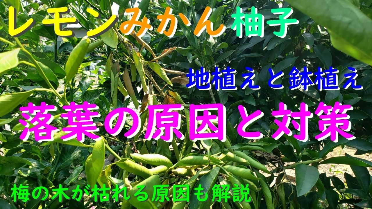 新品　無花果　2本　もう葉っぱは落ちました 不二家】パレットみたいにカラフルなタルト風ソフトクッキーの新作
