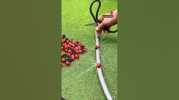 Hướng dẫn lắp béc nhỏ giọt 8 tia SIÊU DỄ GIÁ RẺ HIỆU QUẢ cao #becnhogiot #tuoinhogiot