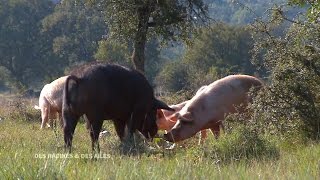 Un élevage dans les conditions les plus naturelles possibles Un élevage dans les conditions les plus naturelles possibles