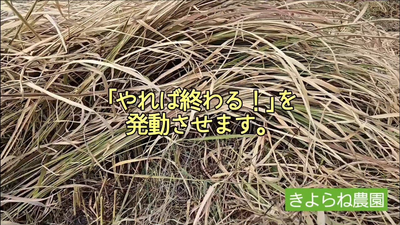 三連休は畑整備三昧！？。カヤの群生を鎌で手刈り。#現代農業 #farming #畑づくり #草刈り #耕作放棄地 #雑草