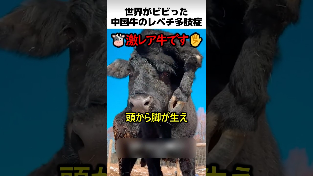 世界でバズった中国牛のレベチ多肢症