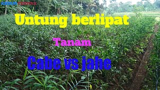 Tanaman cabe tumpangsari jahe