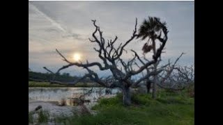 Southern Comfort Road Trip 2023  Episode 5: Jekyll Island State Park, Georgia