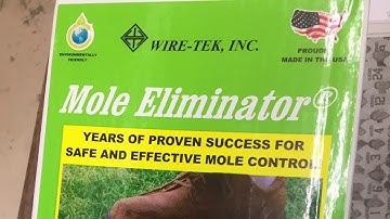 Catching Moles with the Easy set Mole Eliminator Trap!