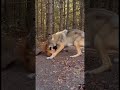 Fast vs Smart vs Deadly Who Survives? | Predator Pulse | #wildlife #shorts