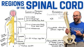 Spinal Cord Regions + What Each Region Controls