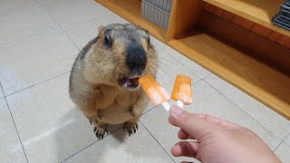 ice cream gummy for marmot to experience