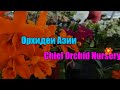 Chief Orchid Nursery ферма знаменитого бридера каттлей