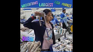 Water Front Fish Market | Dubai's Largest Fish Market | Fresh Fish