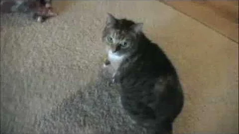 Video 1389391: cat bathing playing, cat toilet, cat playing fetch, drinking bath