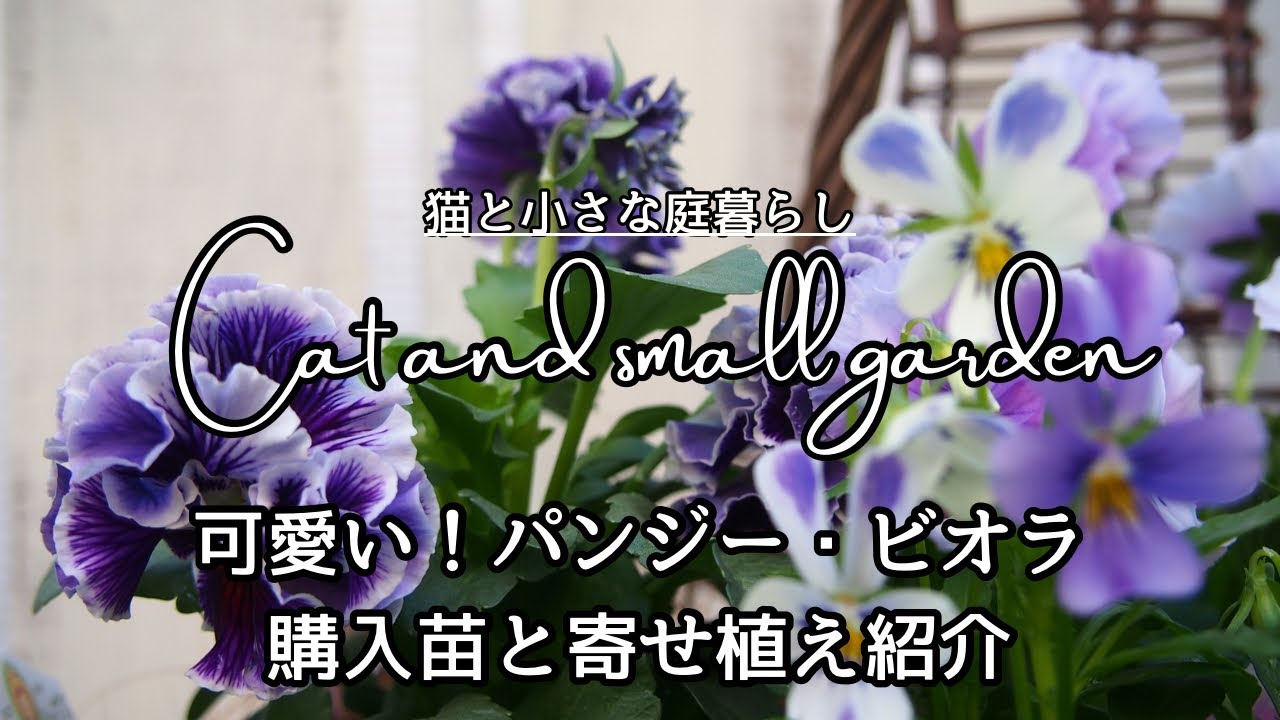 Pansies and Violas] Decorate your garden with cute plantings