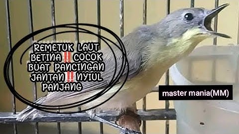 BURUNG REMETUK LAUT BETINA‼️COCOK BUAT PANCINGAN JANTAN‼️NYIUL PANJANG