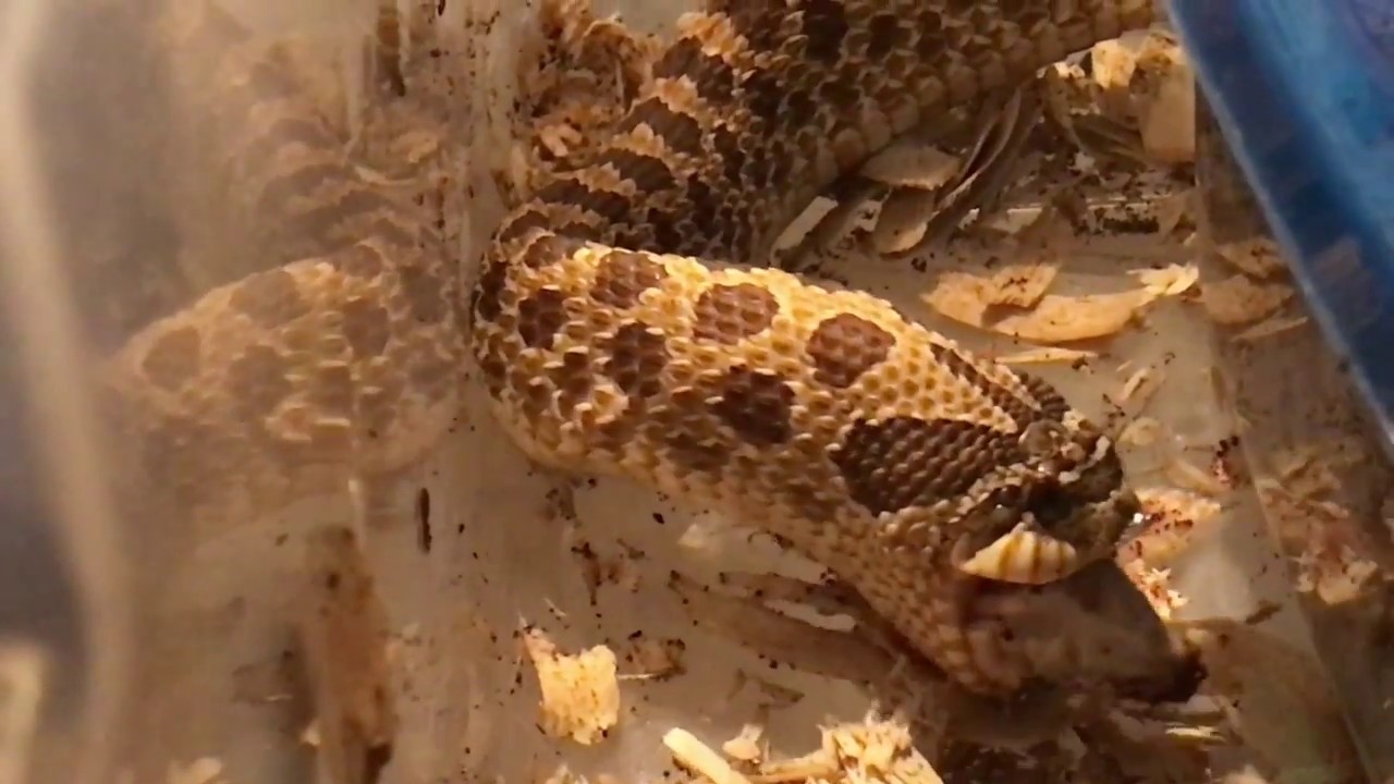 pythons for sale Vlog#91 More Snow , Rats & Reptiles