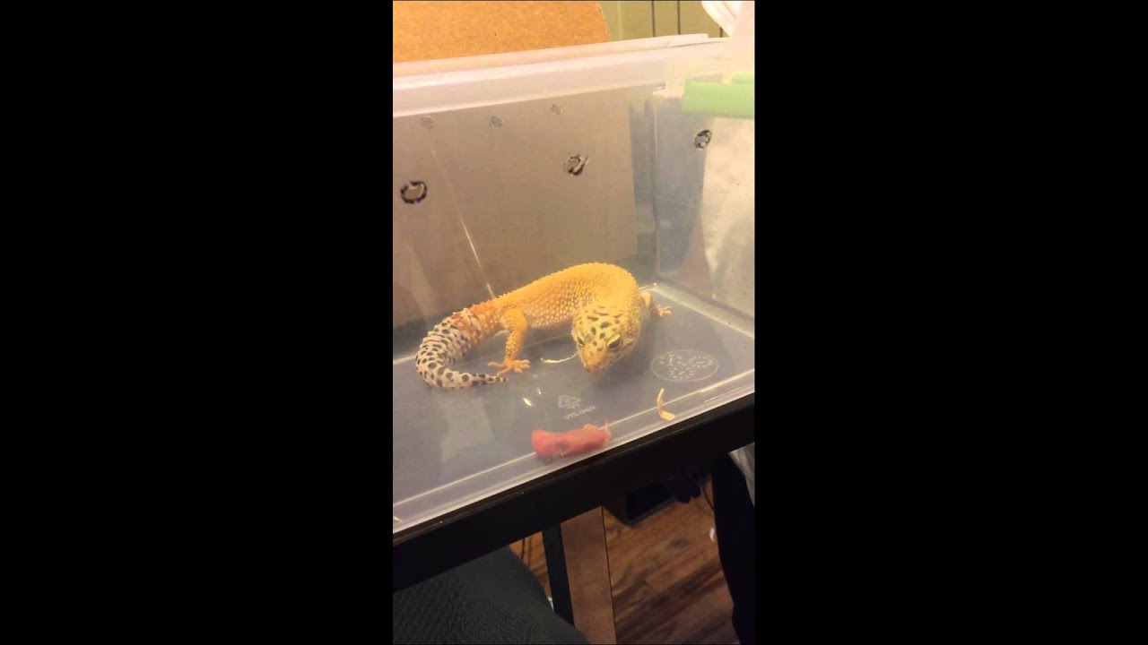 Feeding leopard gecko pinky mice YouTube