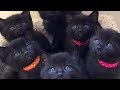 飼い主に裏切られ野良になった黒猫。妊娠し、たくさんの子猫を産むと、彼女の回りは愛情いっぱいに包まれる。