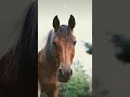 Cavalos bonitinhos ❤🐎🐴