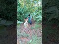 Rabbit catching in jungle. #rabbit #shorts #youtube #jungle #viral