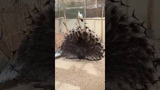 5 Most Unique Colour Of Peacock Net Worth