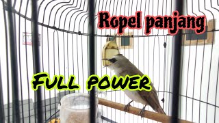 Download Lagu Trucukan Ropel gacor, dijamin trucukan lain langsung nyaut