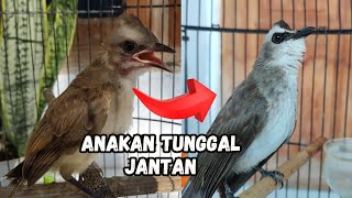 IS IT TRUE THAT A SINGLE TRUCUKAN CHICKEN IN THE WILD IS DEFINITELY MALE? ⁉️