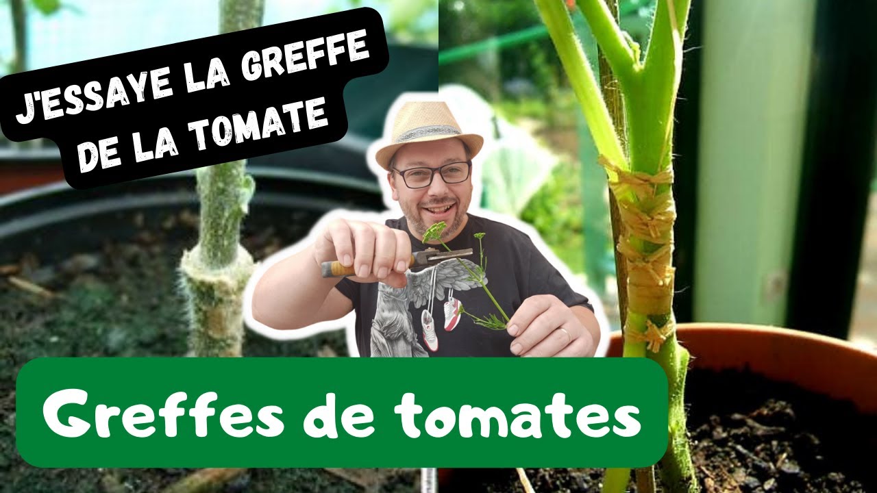 1er essais de greffes de tomates RESULTATS ?