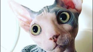 Adorables Gaos Sin Pelo Jugando Juntos Tatachan Y Quijote Gatos Sphyx