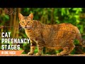 Cat Pregnancy Stages Week by Week | Understanding Your Cat