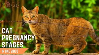 Cat Pregnancy Stages Week by Week | Understanding Your Cats Labor Journey