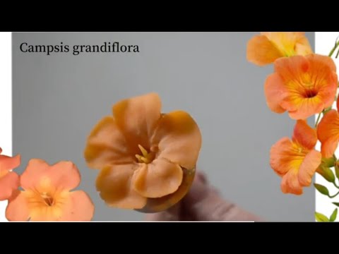 앙금플라워 능소화 campsis grandiflora flower piping techniques