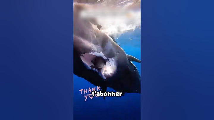 Un requin reconnaissant sauve une baleine grâce à un homme héroïque ❤️