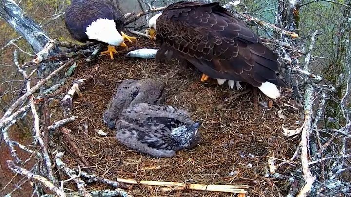Ep#151 #baldeagle | Review mother bird brings food to feed her chicks | bird nest with nature life
