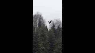 Biggest Eagle