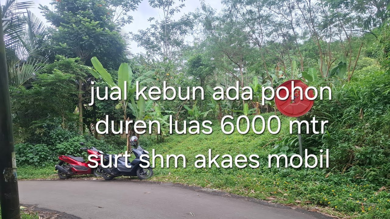 #jual murah luas 6000 mtr surt shm asa pohon duren hrga 100 rebu pr mtr akses monil tnh datar