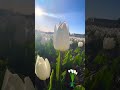 Dutch Tulips 🌷🤍 #flowers #netherlands #shortvideo #spring #keukenhof