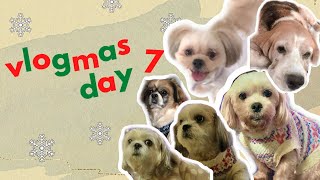 Vlogmas Season 1: Meet the doggos! 🇯🇵🇵🇭 | Naomie Halili