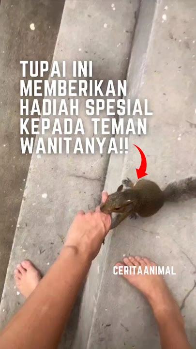 Tupai Ini Memberikan Hadia Spesial Kepada Teman Wanitanya🥰😍 #fyp #shorts #hewanlucu #tupai #hewan