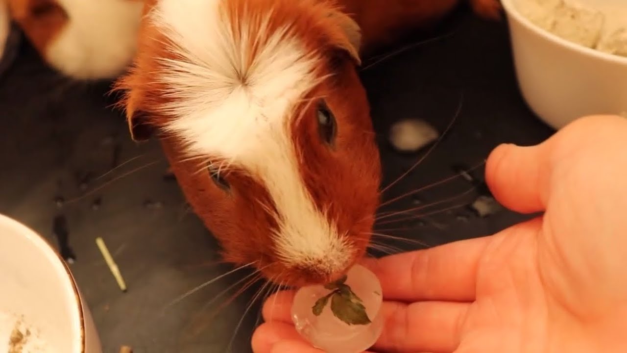 初めて氷を食べるモルモットGuinea pig eating ice for the first time YouTube