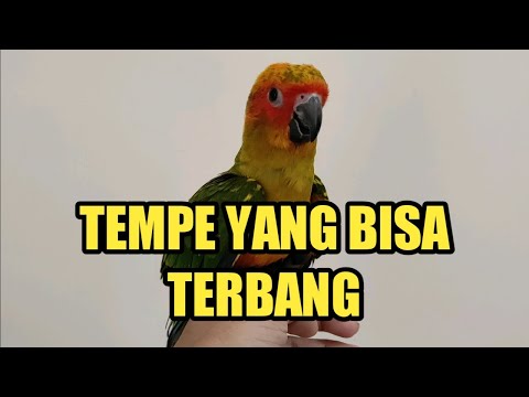 Video: Cara Menjaga Puyuh (dengan Gambar)