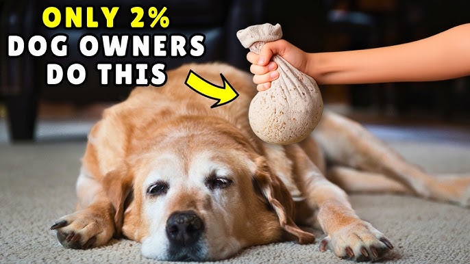 How to Stop a Dog from Running Away When Off-Leash: Proven Tips