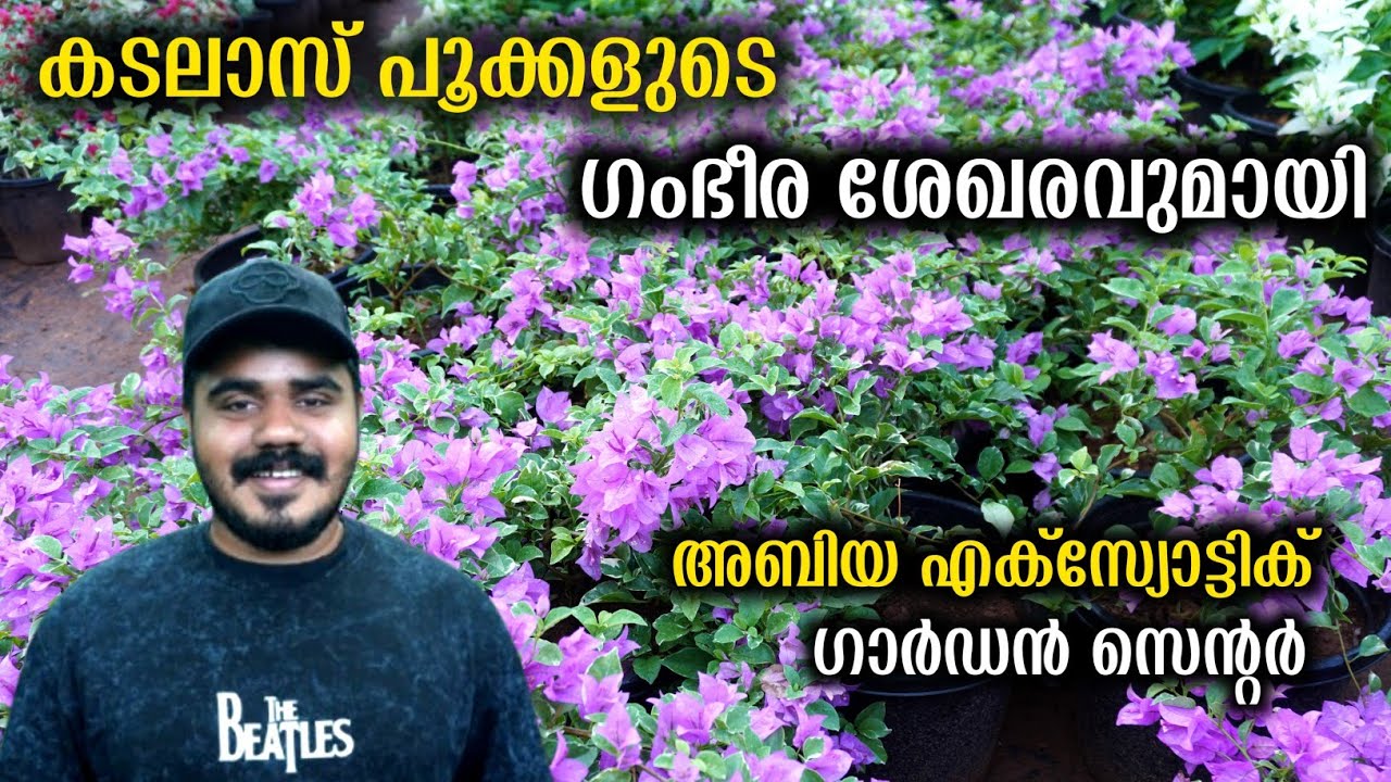 40-ൽ കൂടുതൽ വെറൈറ്റി കടലാസ് പൂക്കളുടെ ശേഖരവുമായി അബിയ ഗാർഡൻ | Rare Bougainvillae Plants