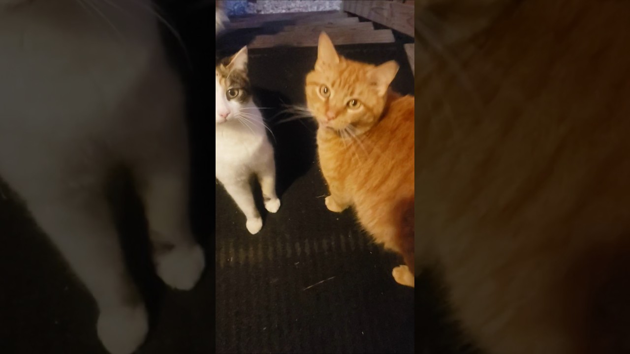 Почему ты такой серьёзный? 🐈 😻 😺 🐱 😸