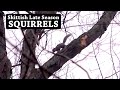 SQUIRREL HUNTING - Spot and Stalk in January (With a .22 LR)