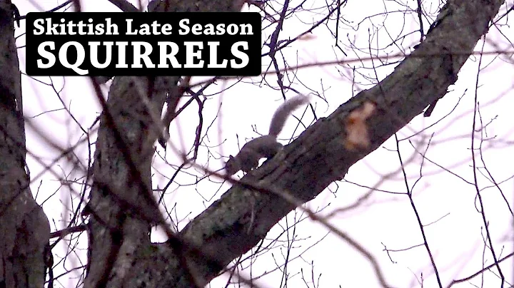 SQUIRREL HUNTING - Spot and Stalk in January (With a .22 LR)